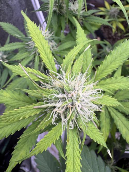 Apple Betty Auto from Herbies Seeds. Week 9