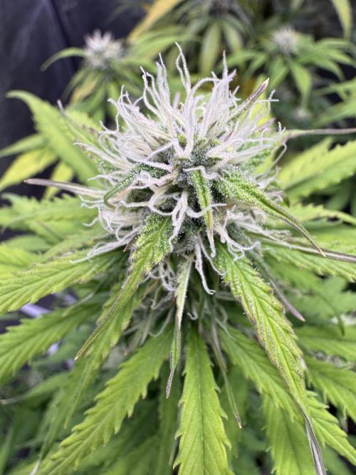 Apple Betty Auto from Herbies Seeds. Week 9