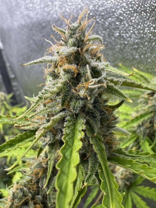 CBD Lemon Auto - Herbies Seeds. Week 10