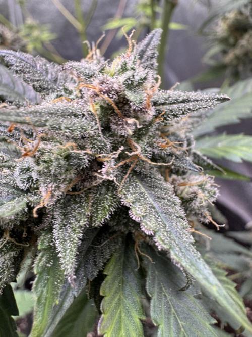 Caramel Auto - Ganja Farmer Seeds. Week 13