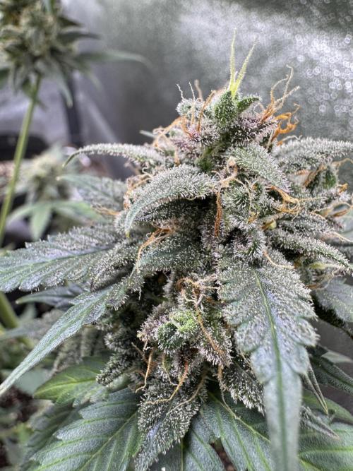 Caramel Auto - Ganja Farmer Seeds. Week 13