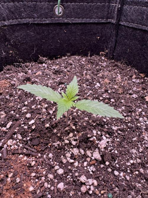 Sticky Broccoli Auto-Zamnesia. Week 2