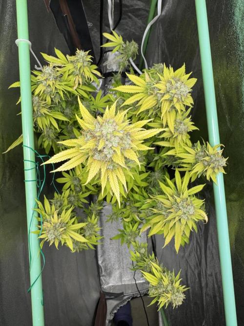 Big Demon by Divine Seeds. Week 21