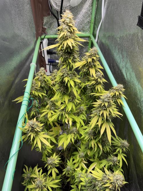 Big Demon by Divine Seeds. Week 21