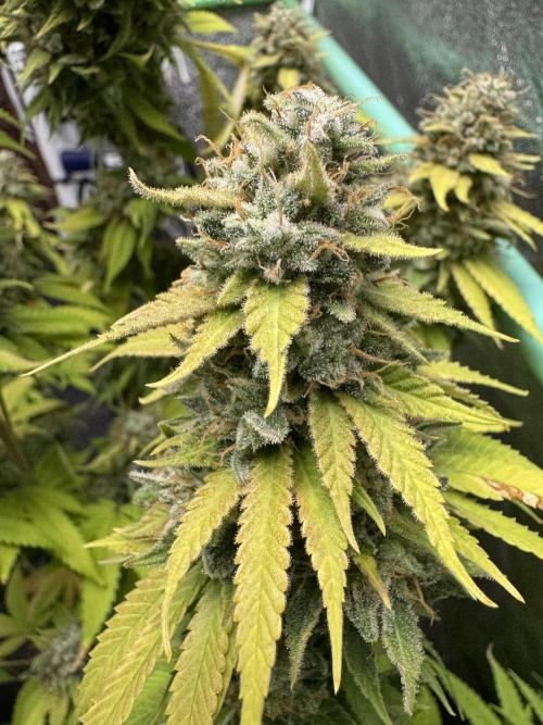 Big Demon by Divine Seeds. Week 21