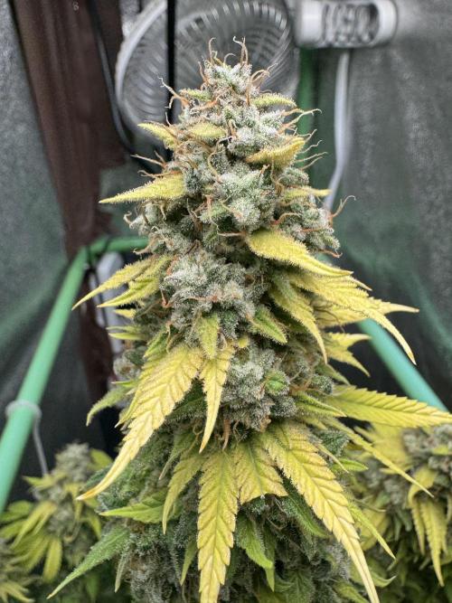 Big Demon by Divine Seeds. Week 21