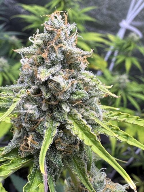 CBD Lemon Auto - Herbies Seeds. Week 11