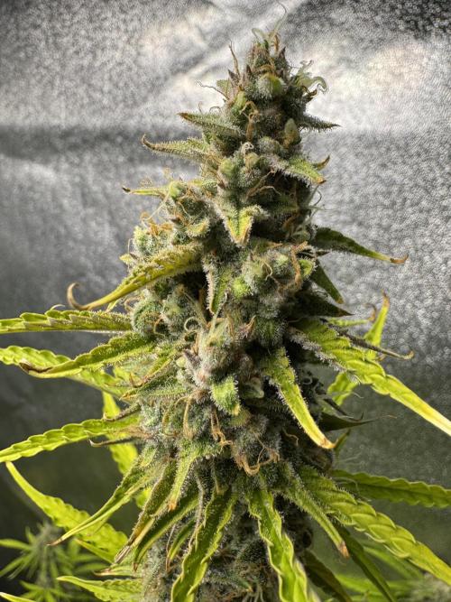 CBD Lemon Auto - Herbies Seeds. Week 11