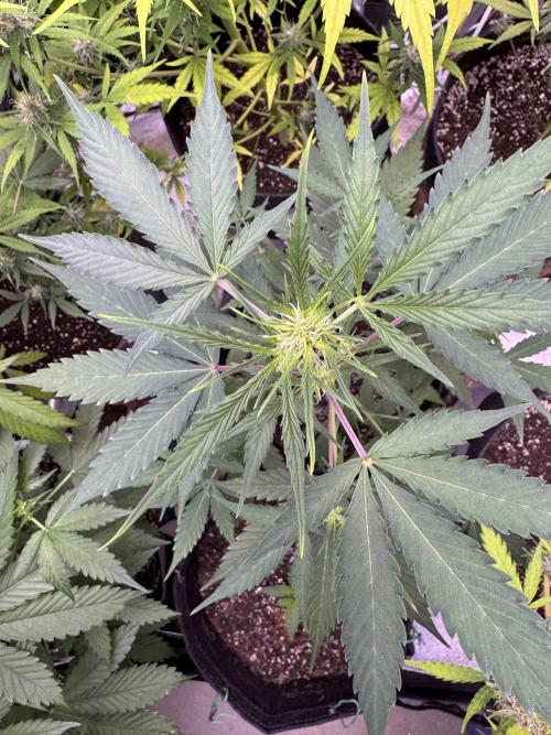 Purple Tangie Auto - Supernatural Seeds. Week 7