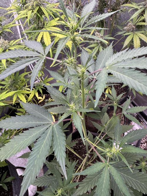 Purple Tangie Auto - Supernatural Seeds. Week 7