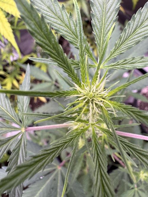 Purple Tangie Auto - Supernatural Seeds. Week 7