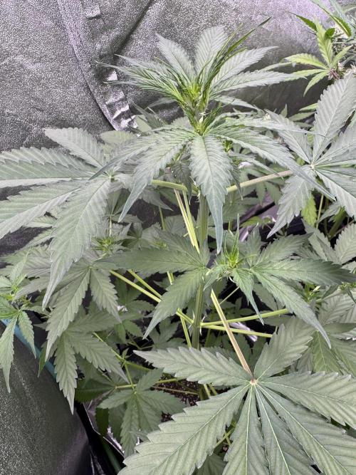 Wild Strawberry F1 Auto Run 2-TasteBudz. Week 6