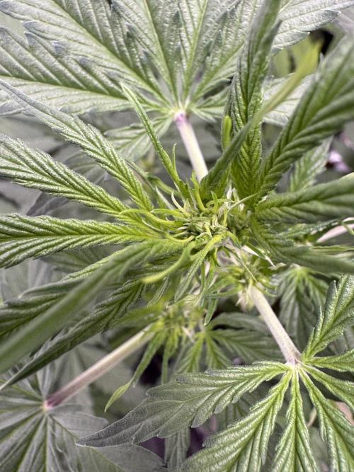 Wild Strawberry F1 Auto Run 2-TasteBudz. Week 6