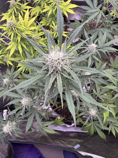 Sour Apple X Strawberry Gorilla Auto. Week 8