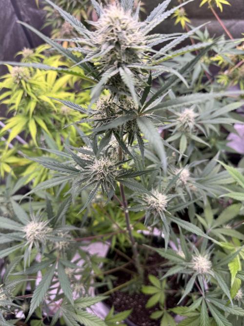 Sour Apple X Strawberry Gorilla Auto. Week 8