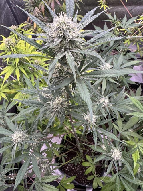 Sour Apple X Strawberry Gorilla Auto. Week 8