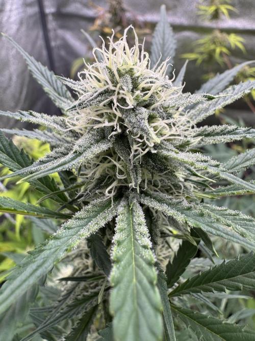 Sour Apple X Strawberry Gorilla Auto. Week 8