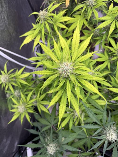 Apple Betty Auto from Herbies Seeds. Week 9