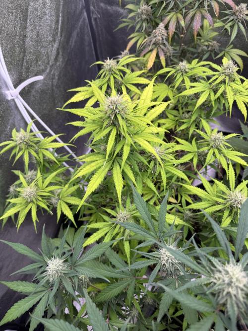 Apple Betty Auto from Herbies Seeds. Week 9