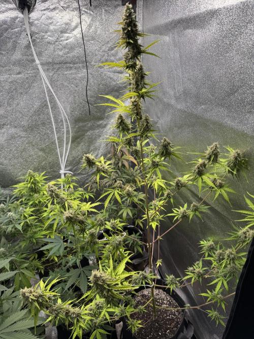 CBD Lemon Auto - Herbies Seeds. Week 11