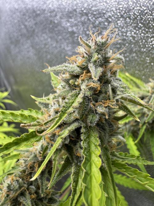 CBD Lemon Auto - Herbies Seeds. Week 11