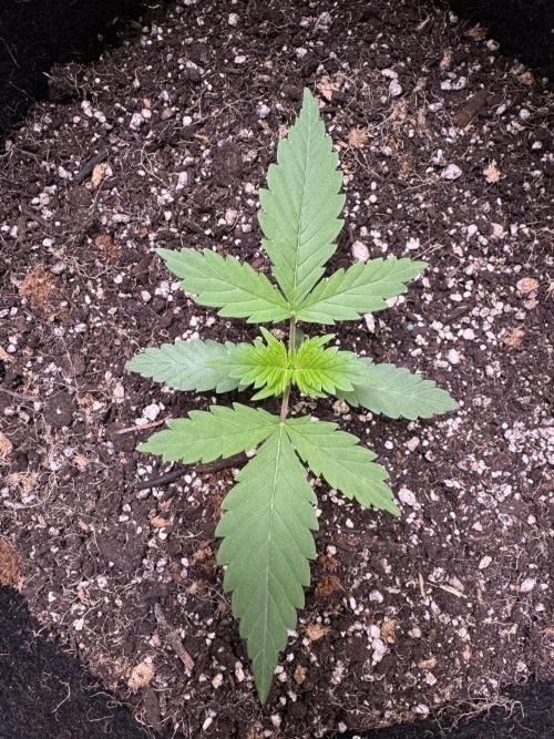 Sticky Broccoli Auto-Zamnesia. Week 2