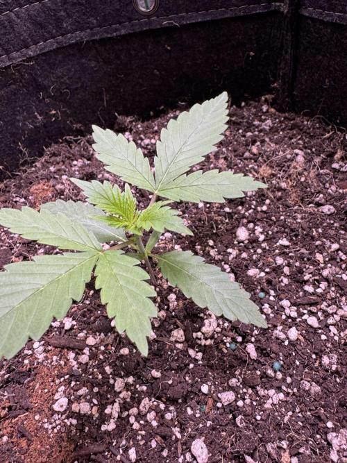 Sticky Broccoli Auto-Zamnesia. Week 2