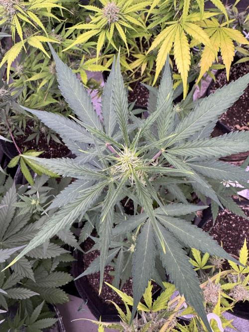 Purple Tangie Auto - Supernatural Seeds. Week 7