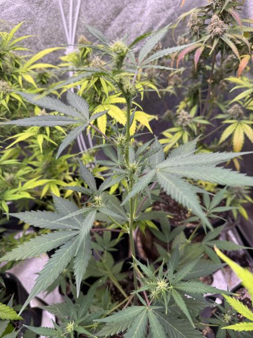 Purple Tangie Auto - Supernatural Seeds. Week 7