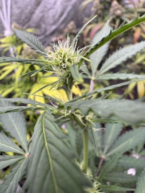 Purple Tangie Auto - Supernatural Seeds. Week 7