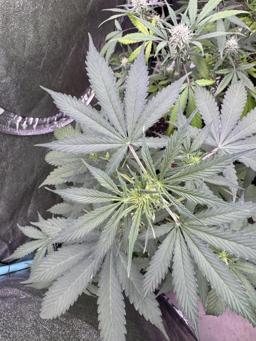 Wild Strawberry F1 Auto Run 2-TasteBudz. Week 6