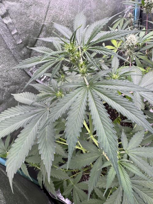 Wild Strawberry F1 Auto Run 2-TasteBudz. Week 6