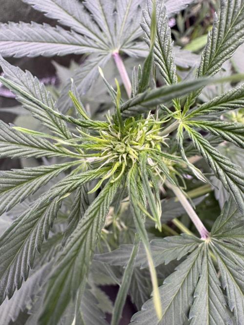 Wild Strawberry F1 Auto Run 2-TasteBudz. Week 6