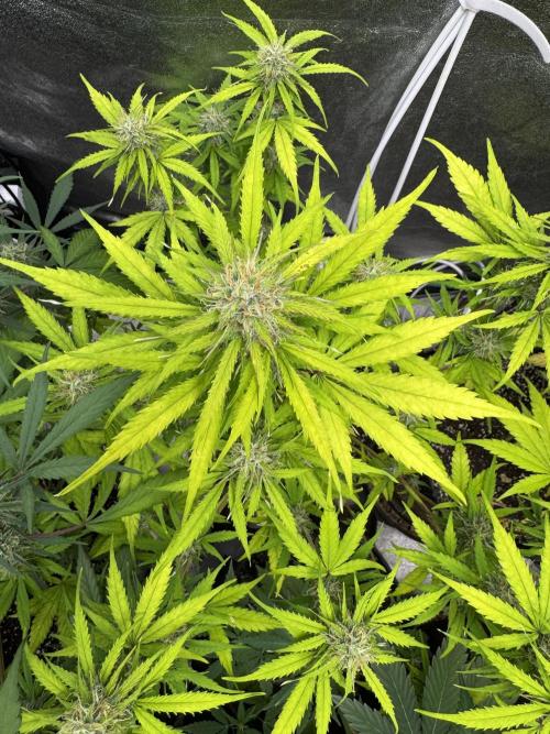 Apple Betty Auto from Herbies Seeds. Week 10