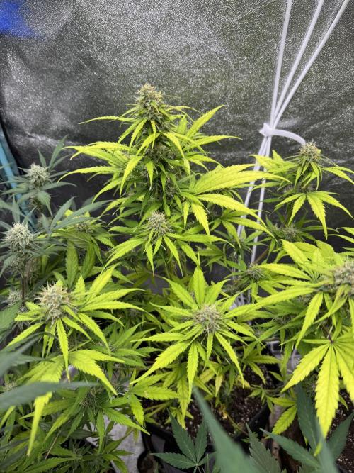 Apple Betty Auto from Herbies Seeds. Week 10