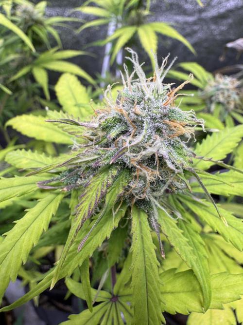 Apple Betty Auto from Herbies Seeds. Week 10