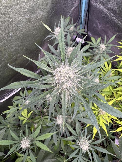 Sour Apple X Strawberry Gorilla Auto. Week 8