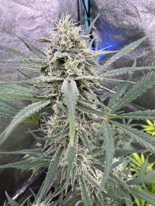 Sour Apple X Strawberry Gorilla Auto. Week 8