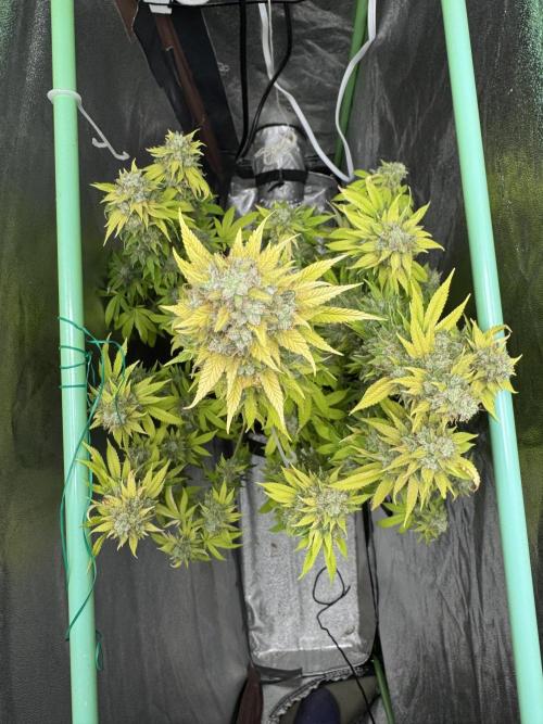 Big Demon by Divine Seeds. Week 21