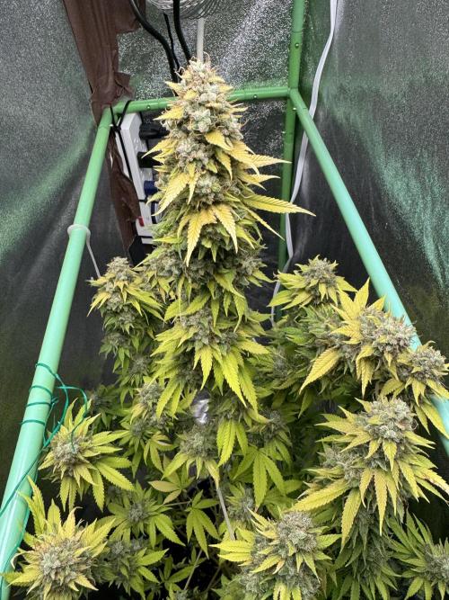 Big Demon by Divine Seeds. Week 21