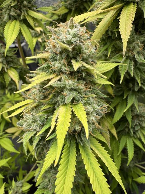 Big Demon by Divine Seeds. Week 21