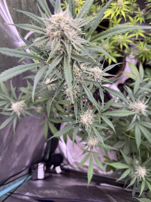 Sour Apple X Strawberry Gorilla Auto. Week 9