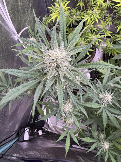 Sour Apple X Strawberry Gorilla Auto. Week 9