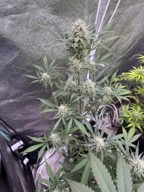 Sour Apple X Strawberry Gorilla Auto. Week 9