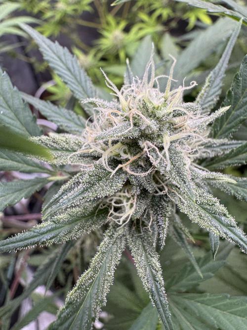 Sour Apple X Strawberry Gorilla Auto. Week 9