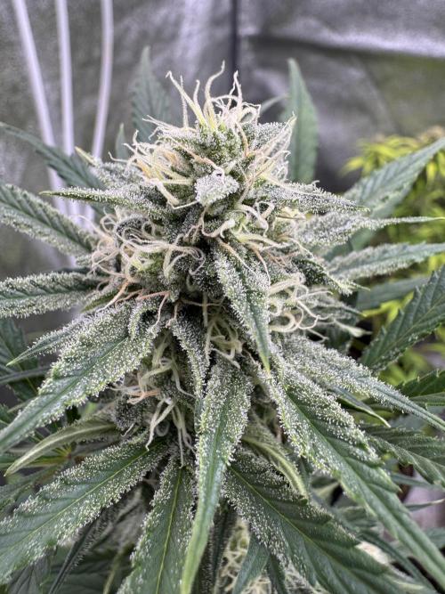 Sour Apple X Strawberry Gorilla Auto. Week 9