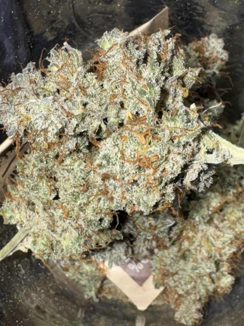 AUTO WHITE WIDOW - Divine Seeds. Week 14