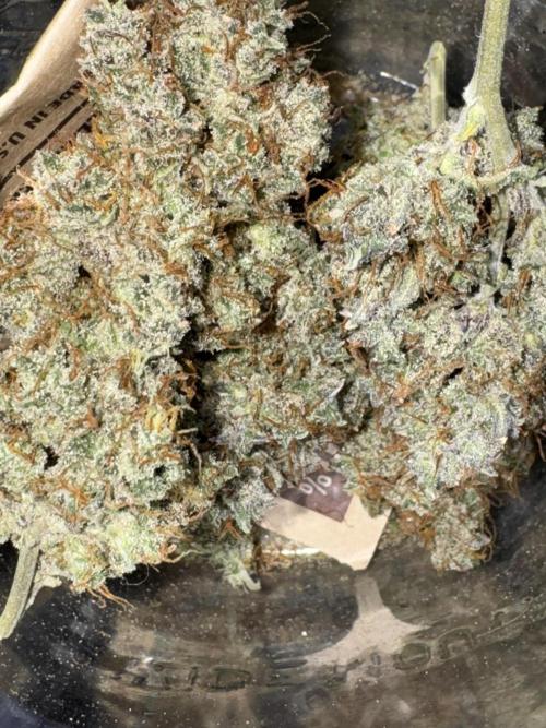 AUTO WHITE WIDOW - Divine Seeds. Week 14