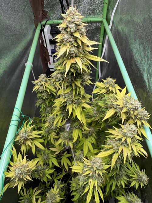 Big Demon by Divine Seeds. Week 22