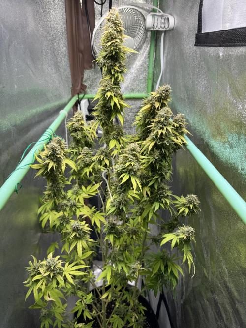 Big Demon by Divine Seeds. Week 22